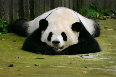 The Giant Panda-“bear-cat”